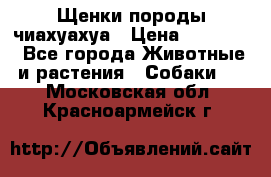 Щенки породы чиахуахуа › Цена ­ 12 000 - Все города Животные и растения » Собаки   . Московская обл.,Красноармейск г.